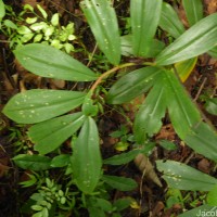 Hellenia speciosa (J.Koenig) S.R.Dutta